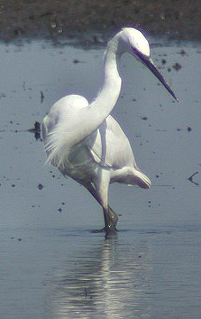 Kleinezilverreiger220403C